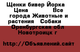 Щенки бивер Йорка  › Цена ­ 30 000 - Все города Животные и растения » Собаки   . Оренбургская обл.,Новотроицк г.